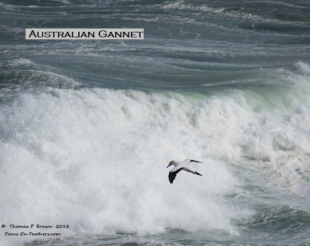 Australian Gannet (1 of 1)-3.jpg