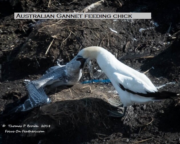 Australian Gannet feeding series #3 (1 of 1).jpg