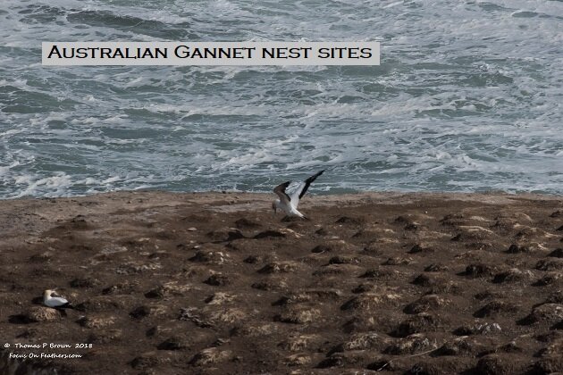 Australian Gannet nesting sites (1 of 1).jpg