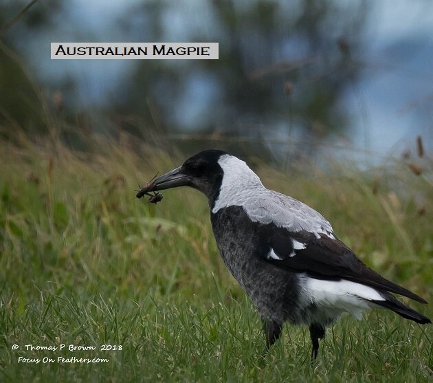Australian Magpie (1 of 1).jpg