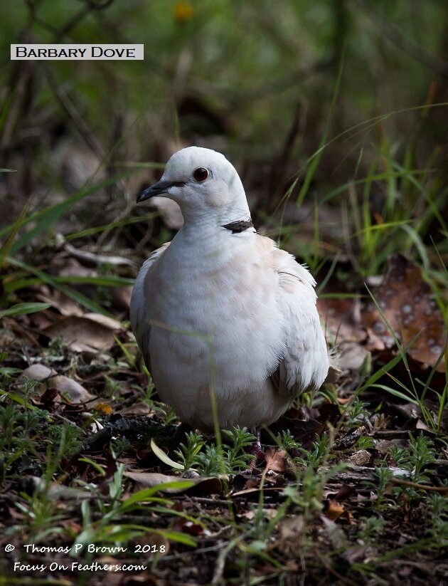 Barbary Doves (1 of 1).jpg