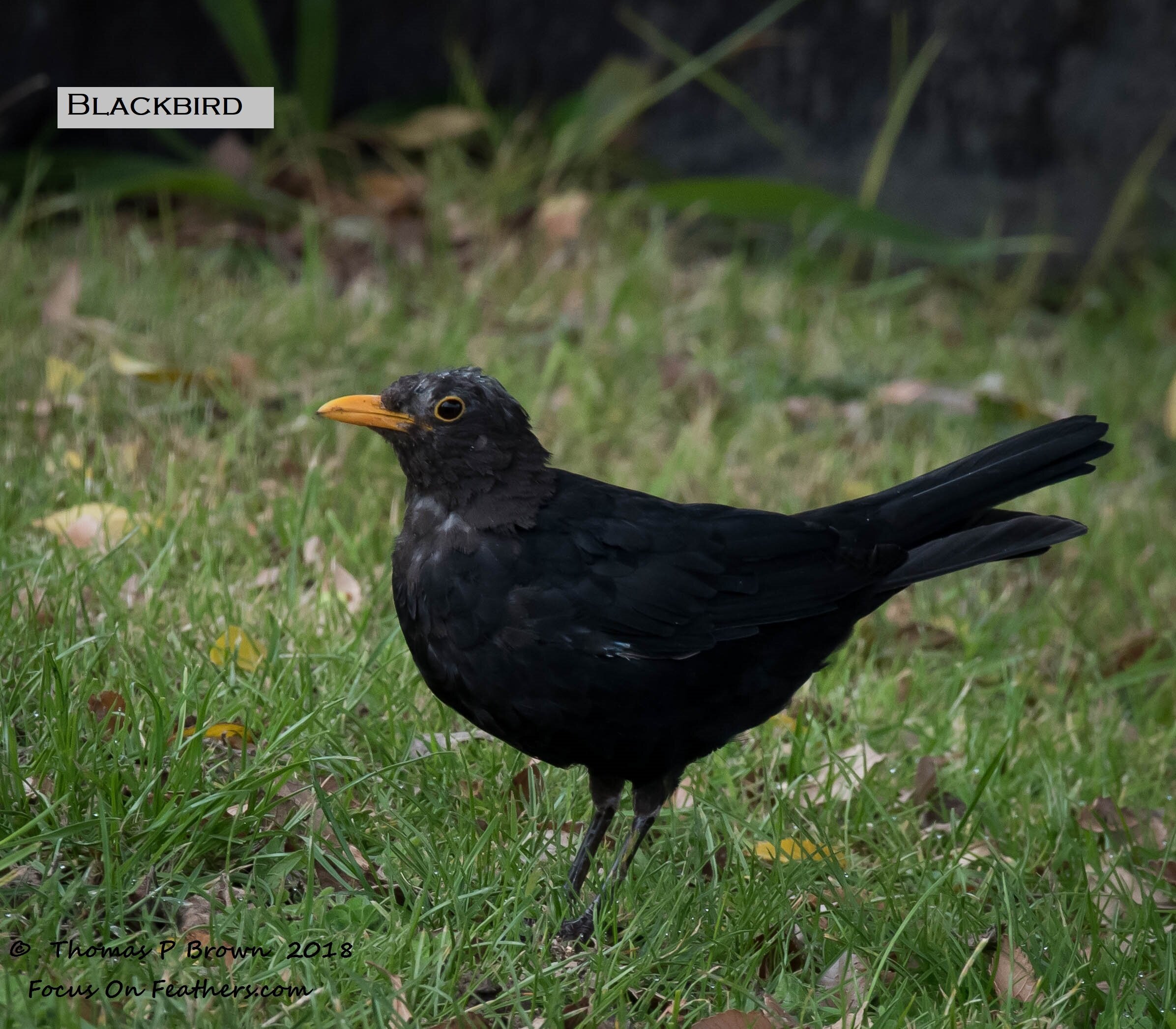 Blackbird (1 of 1).jpg