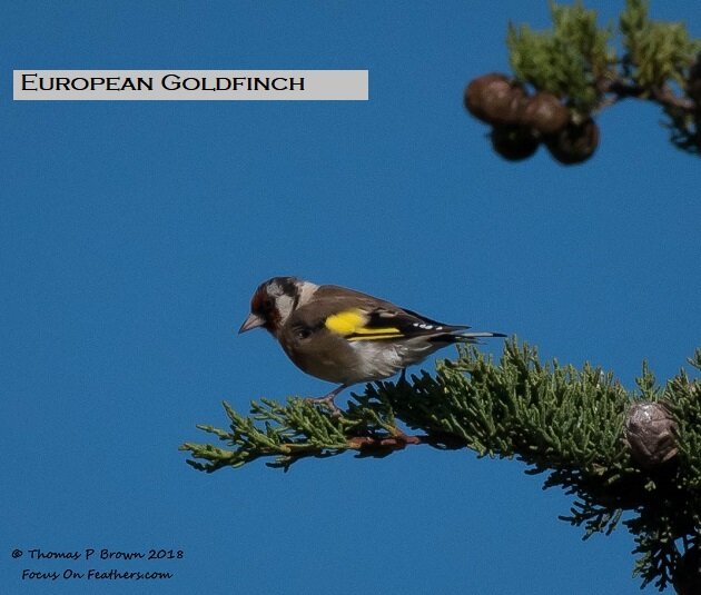 European Goldfinch (1 of 1).jpg