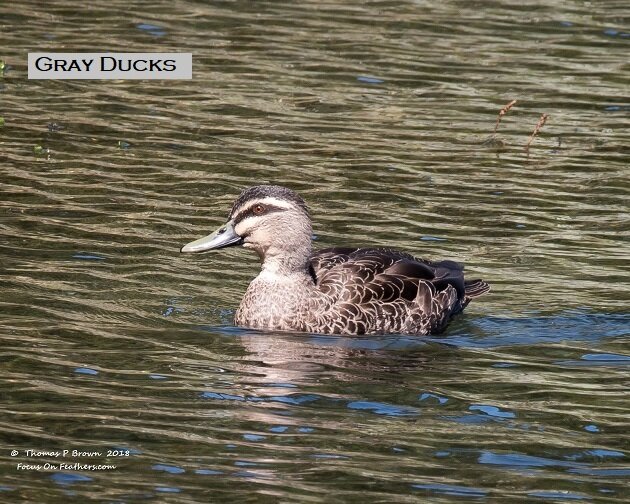 Gray Duck (1 of 1).jpg
