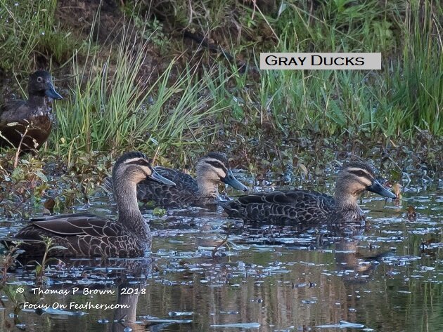 Gray Ducks (1 of 1).jpg