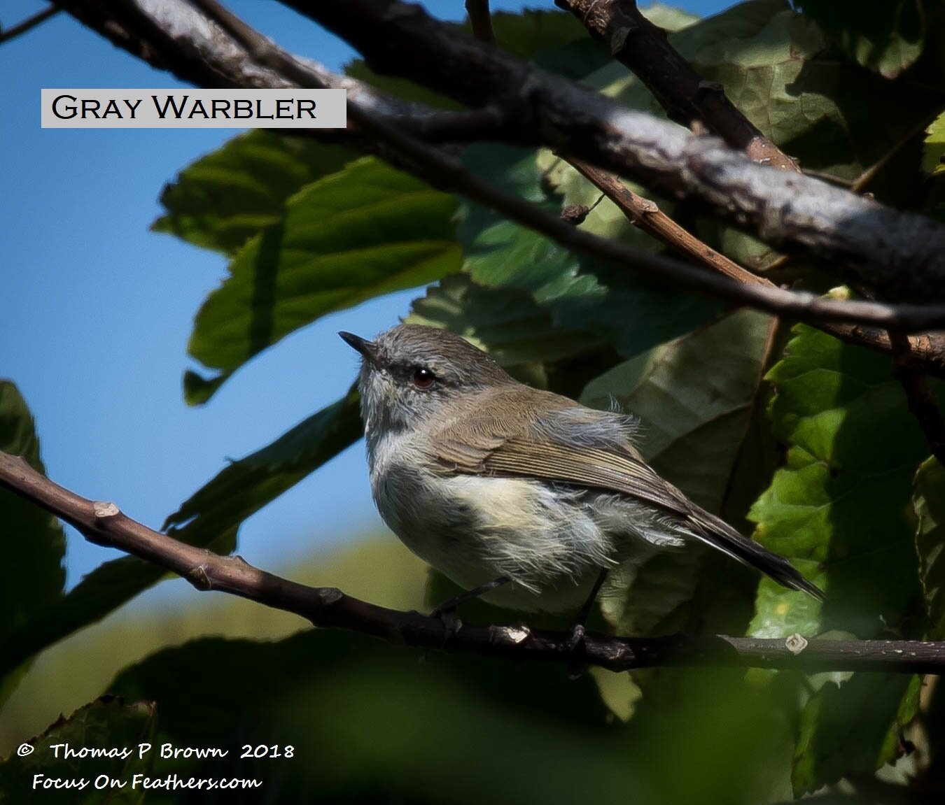 Gray Warbler (1 of 1).jpg
