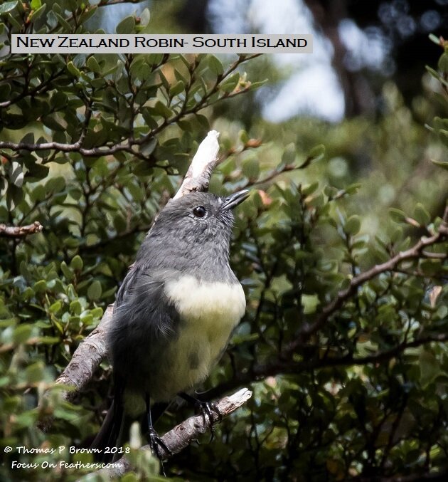 New Zealand Robin ( So Island) (1 of 1).jpg