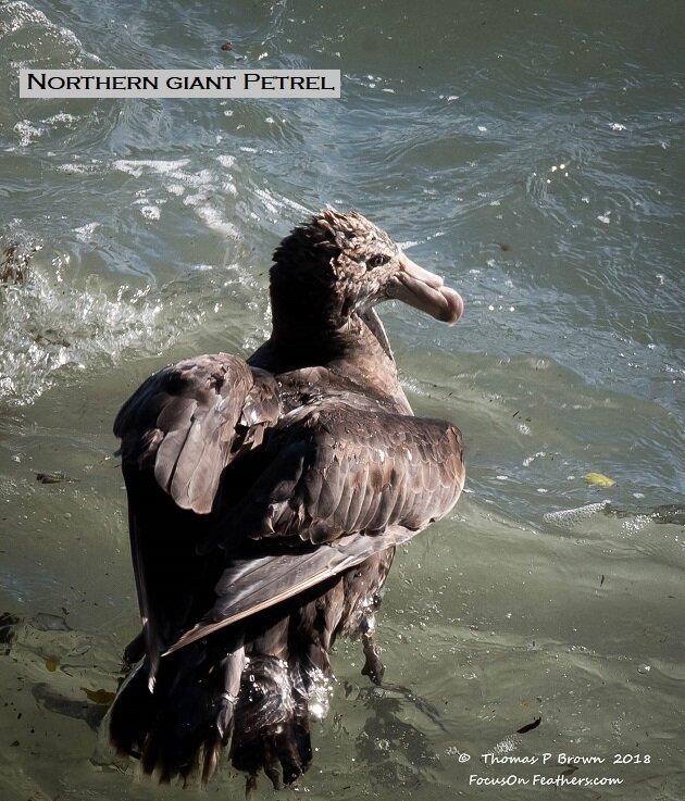 Northern Giant Petrel (1 of 1).jpg