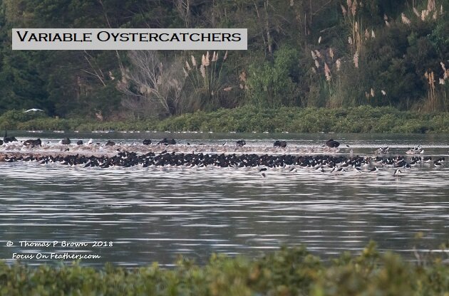 Oystercatchers (1 of 1).jpg