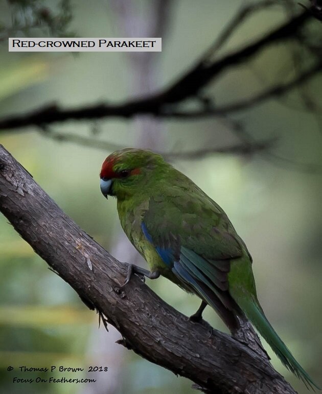 Red-crowned Parakeet (1 of 1).jpg
