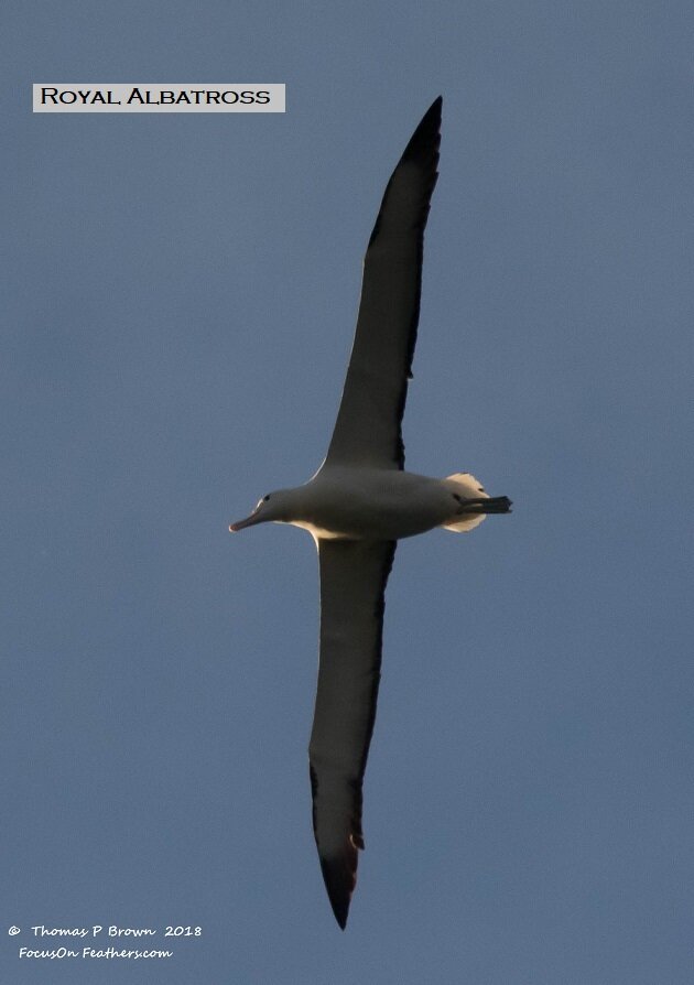 Royal Albatross (1 of 1).jpg