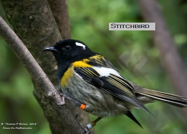 Stitchbird (1 of 1).jpg
