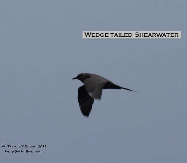 Wedge-tailed Shearwater (1 of 1).jpg