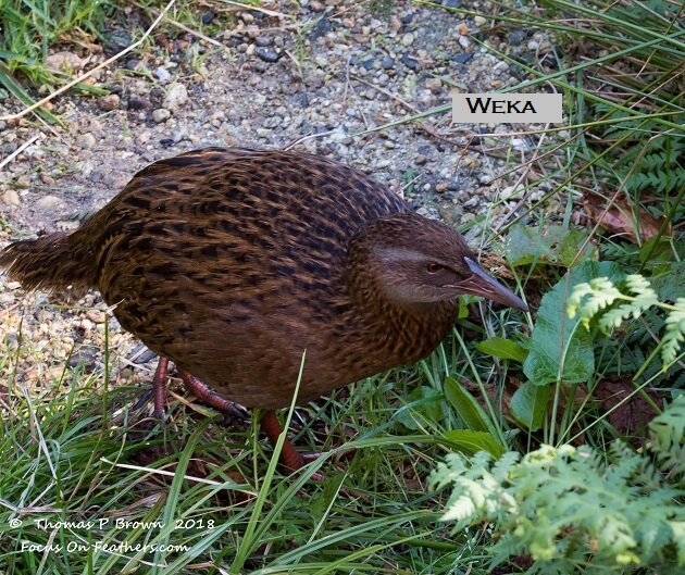 Weka (1 of 1).jpg