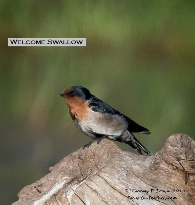 Welcome Sparrow (1 of 1).jpg