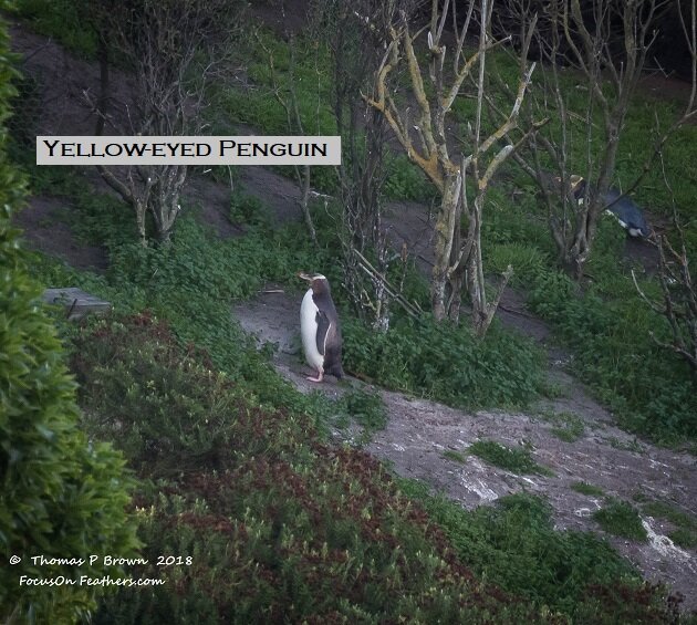 Yellow-eyed Penguins (1 of 1)-2.jpg