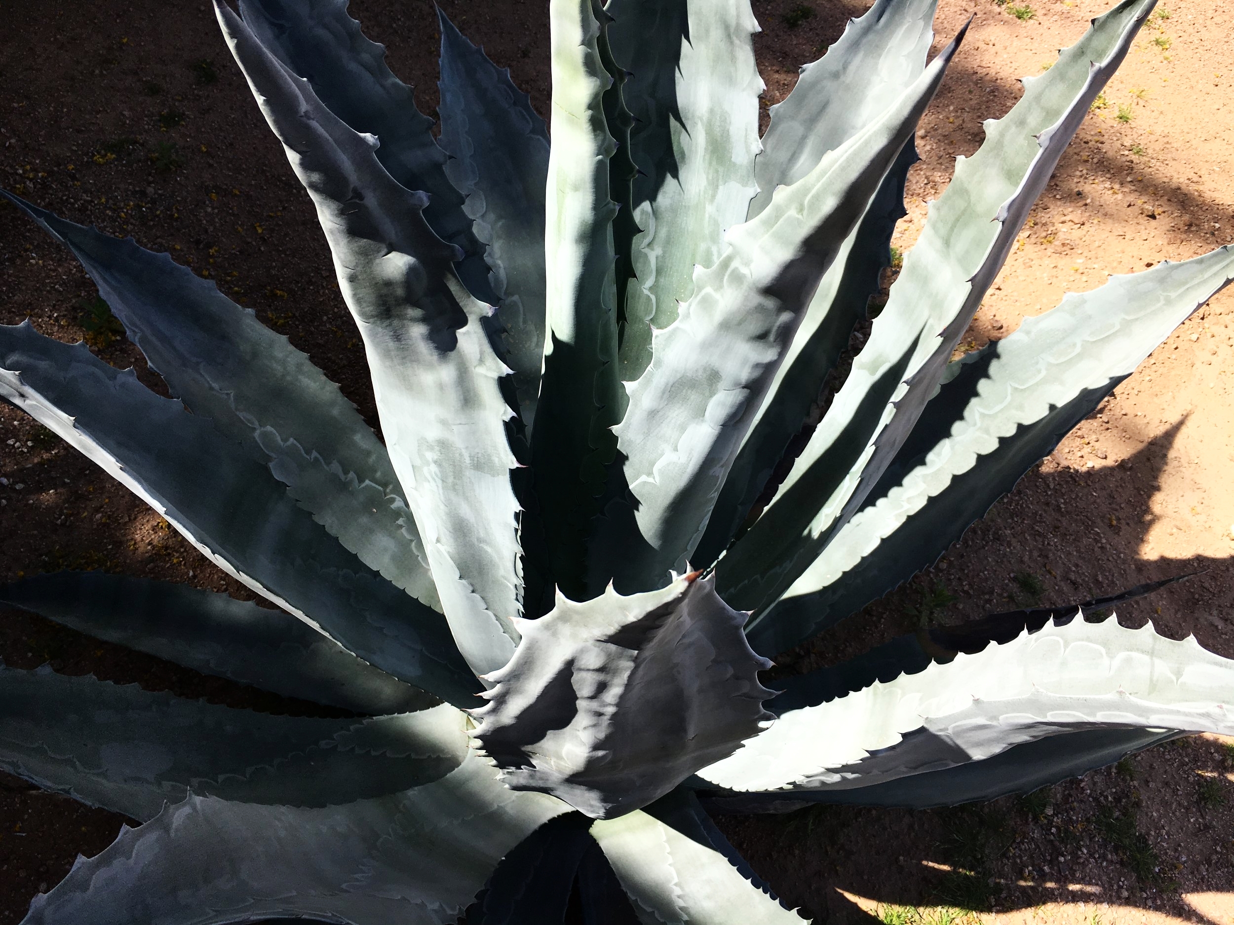 Blue Agave.JPG