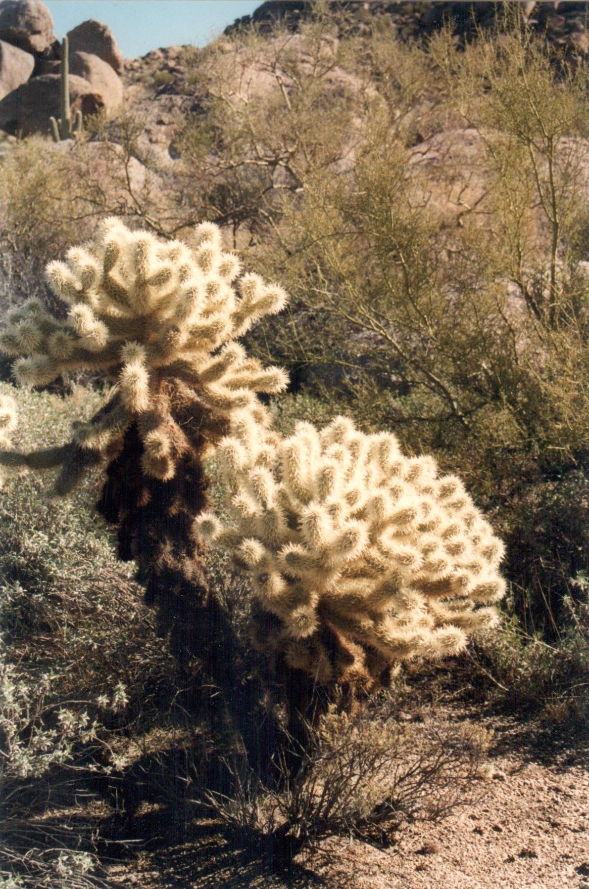 Cholla Cactus, Scottsdale - 2.jpg