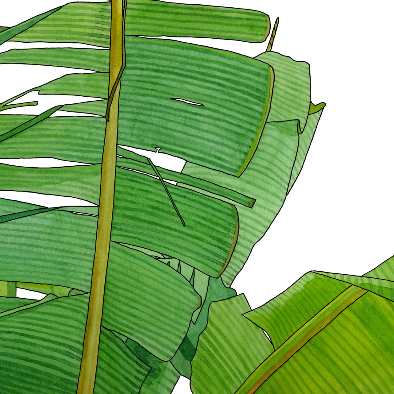 Banana Leaves