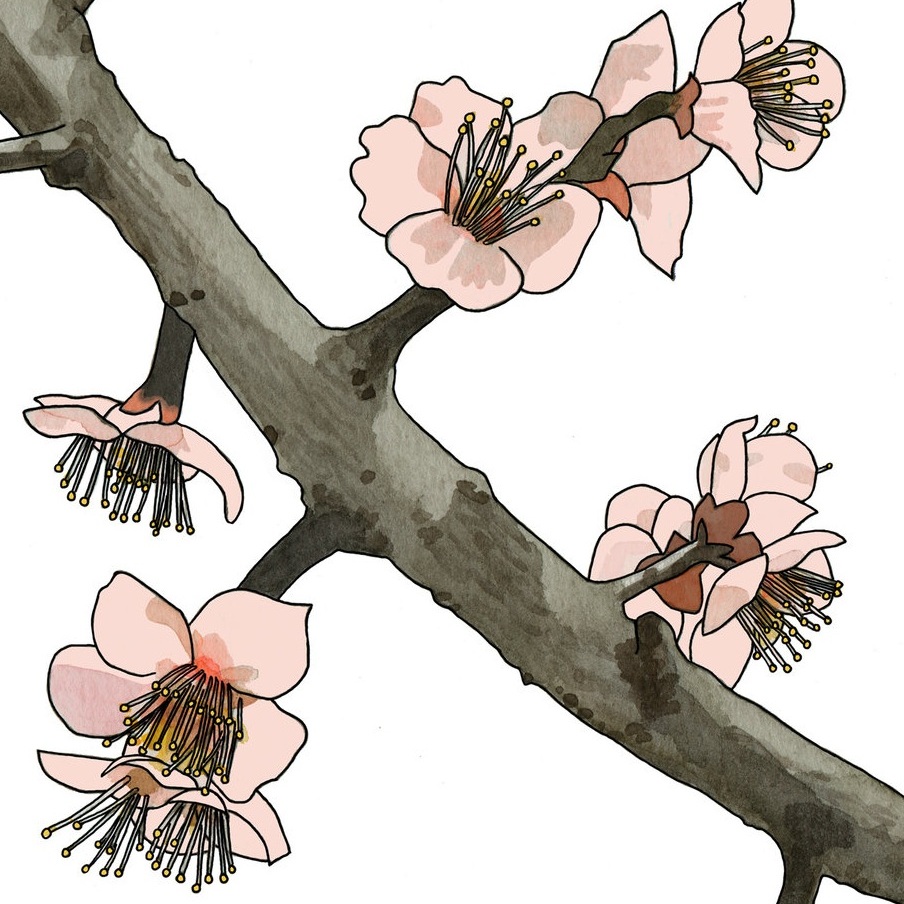 Ume no hana (Plum Blossoms)