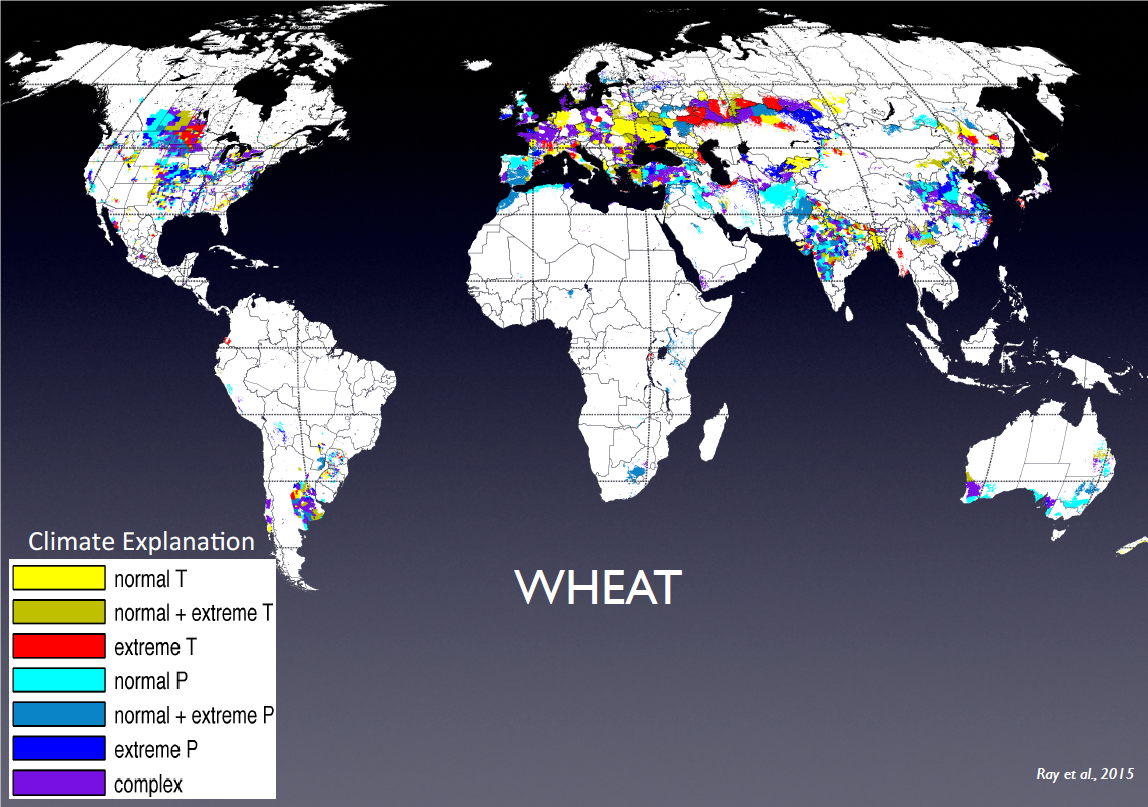 Figure 1. Types of climatic changes that most affect wheat yields across the world Source. Based on Ray, D.K. et al (2015) Climate variation explains a third of global crop yield variability. Nature Communications 6:5989