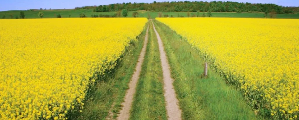 canola strips.jpg