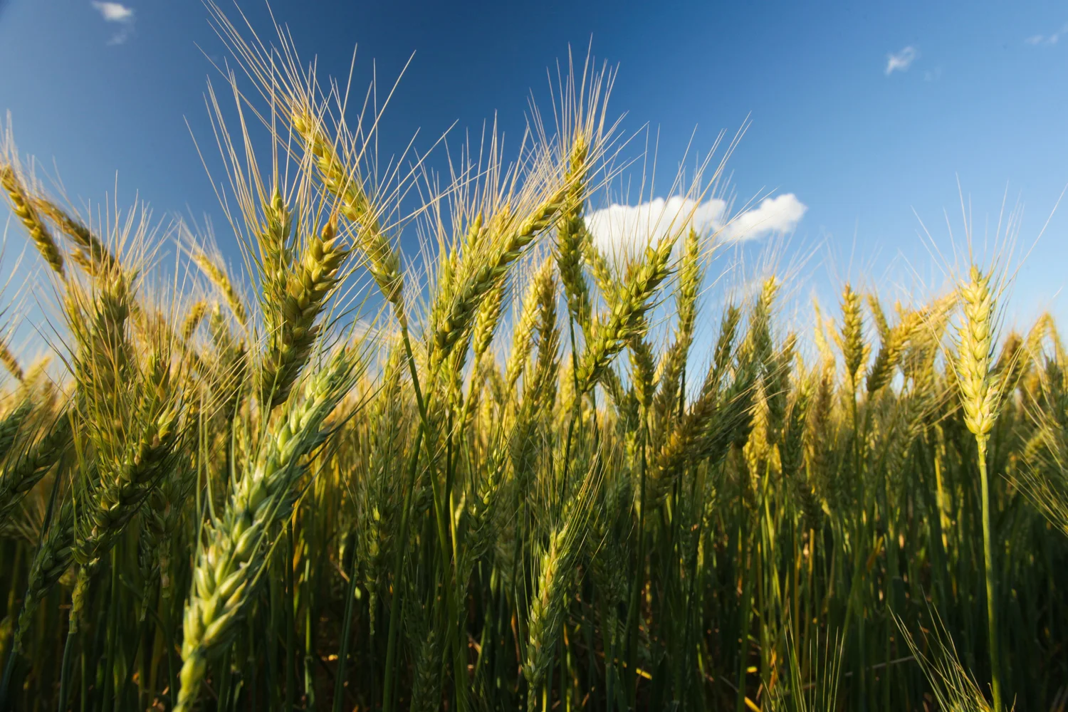 Wheat_Roma_QLD2.jpg