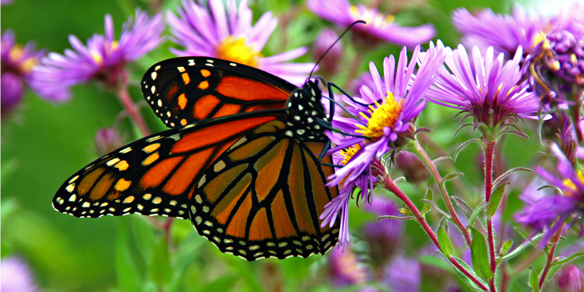 butterflies.png