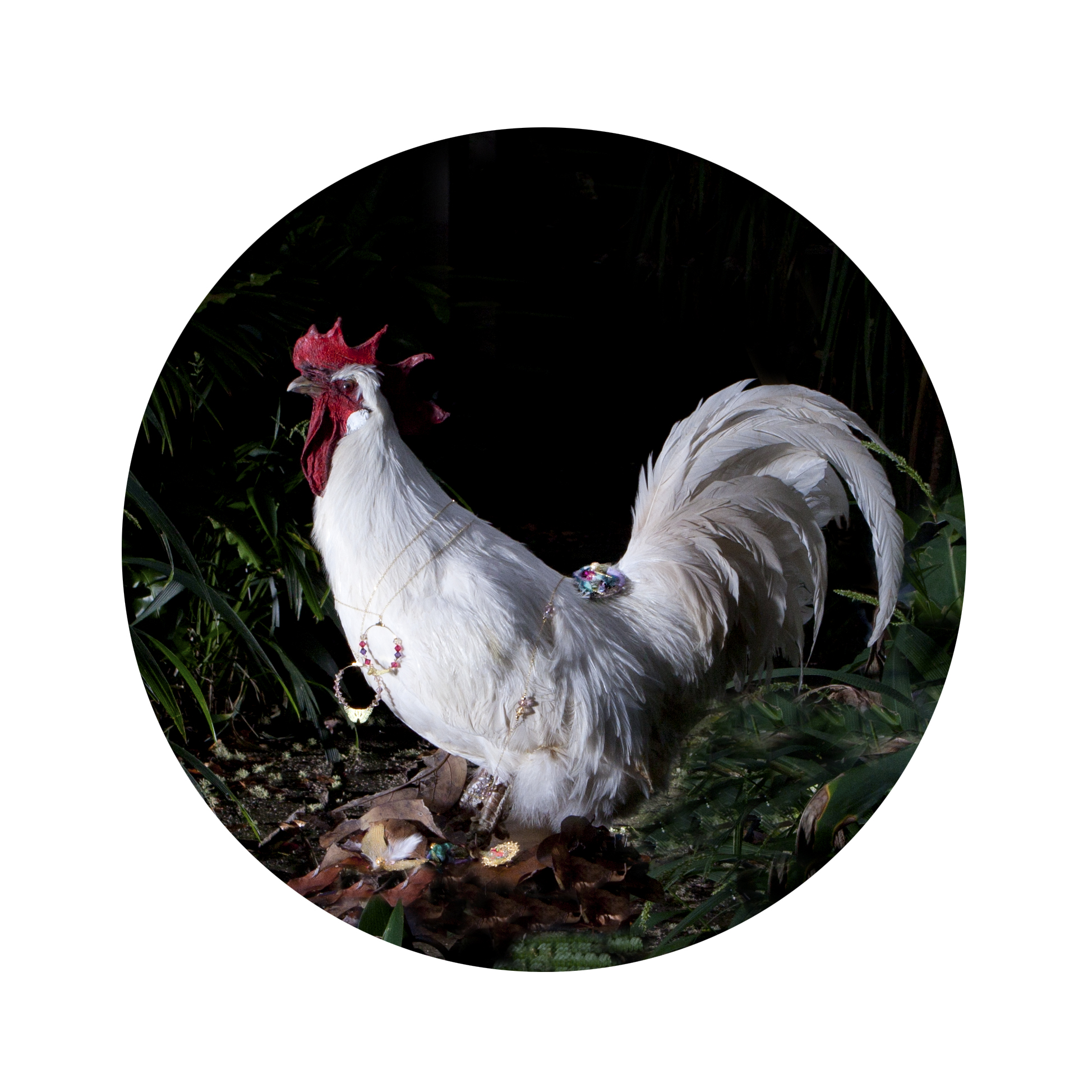 close dark coq encounter.jpg