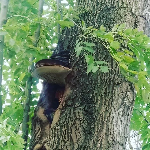 #treesurvey
#arborist
#arboriculture
#treeinspection