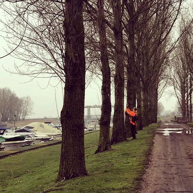 The foggy banks of the Great Ouse
#arboriculture
#treeinspection