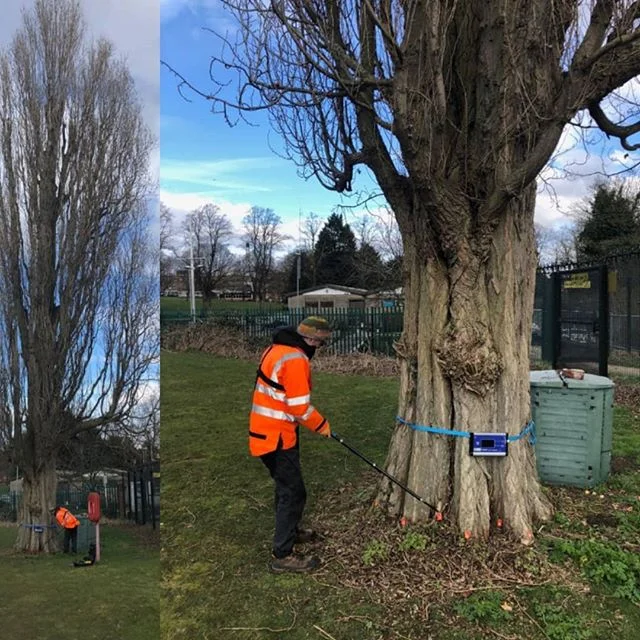 Seeing inside trees... ☺
#arboriculture
#treeinspection