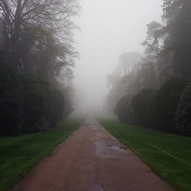 Hard to see the trees today
#treeinspection
#arboriculture