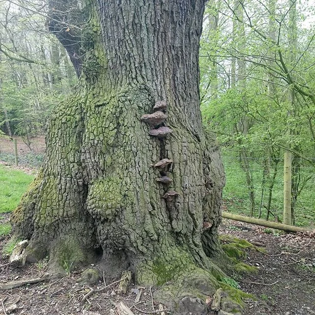 Bit of a beauty from today
#treeinspection
#arboriculture