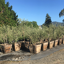 Tree Nursery Varieties The Olive The Olive Tree Nursery