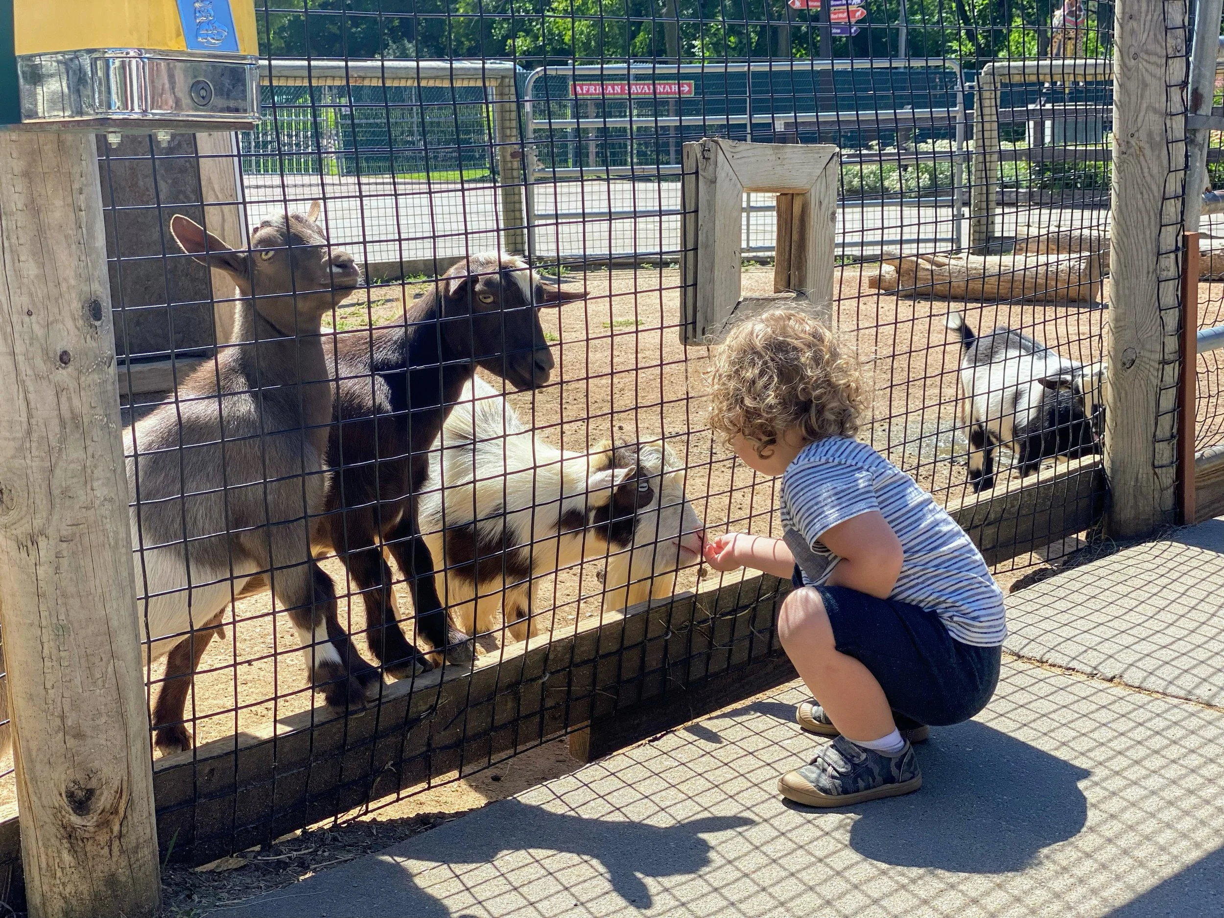 SD Zoo.JPG