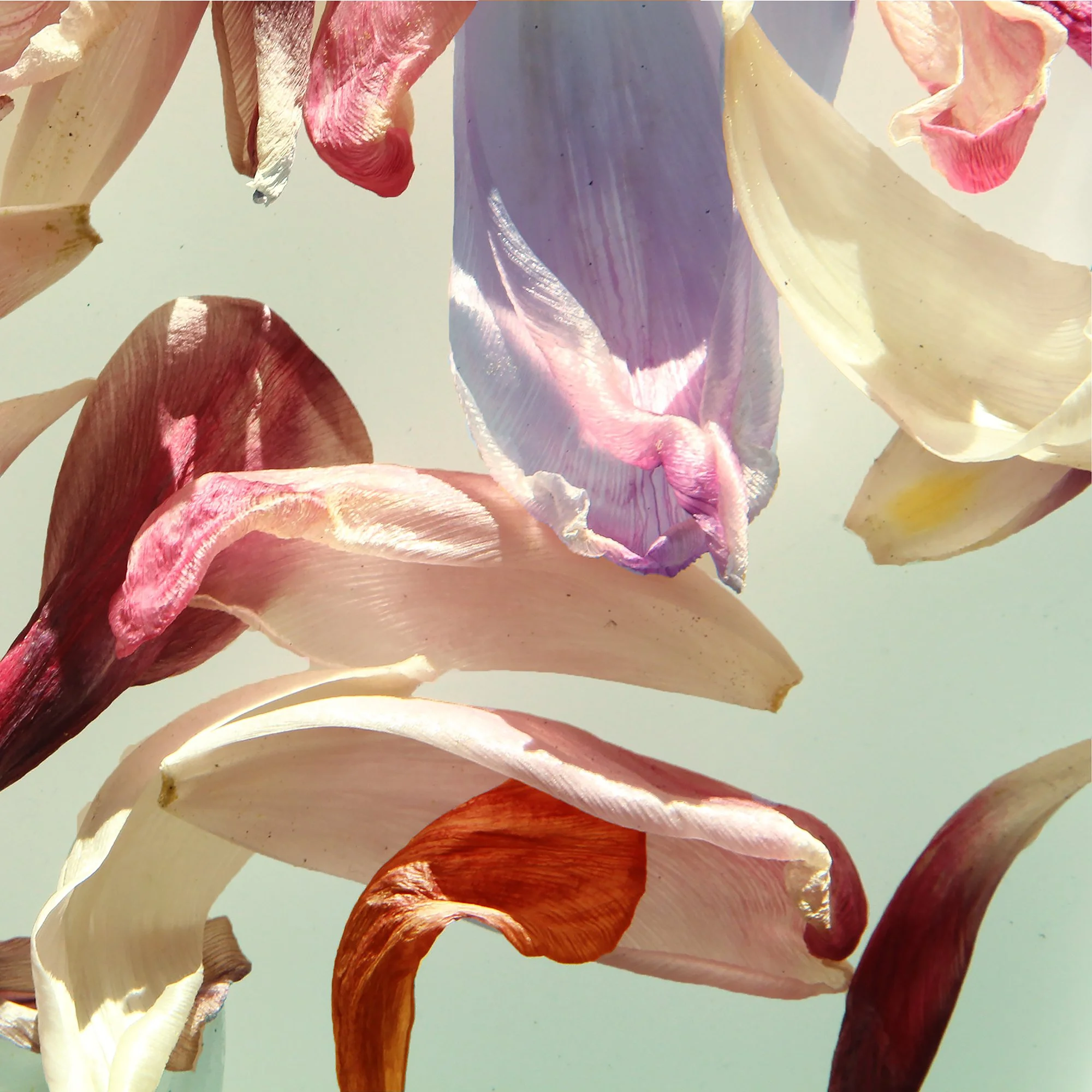 Jurjen Jan Kuil "Vanitas Komposisjon 03"