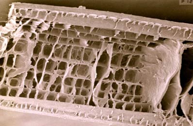 image showing section of the hedgehog spine with nearly all the septa/bulheads removed, showing the stringers which run longitudinally. The Diameter of the tube is about 1 mm