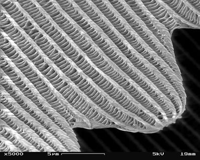 Biomimetics - smart geometry at work by George Jeronimidis, 24 February 2012