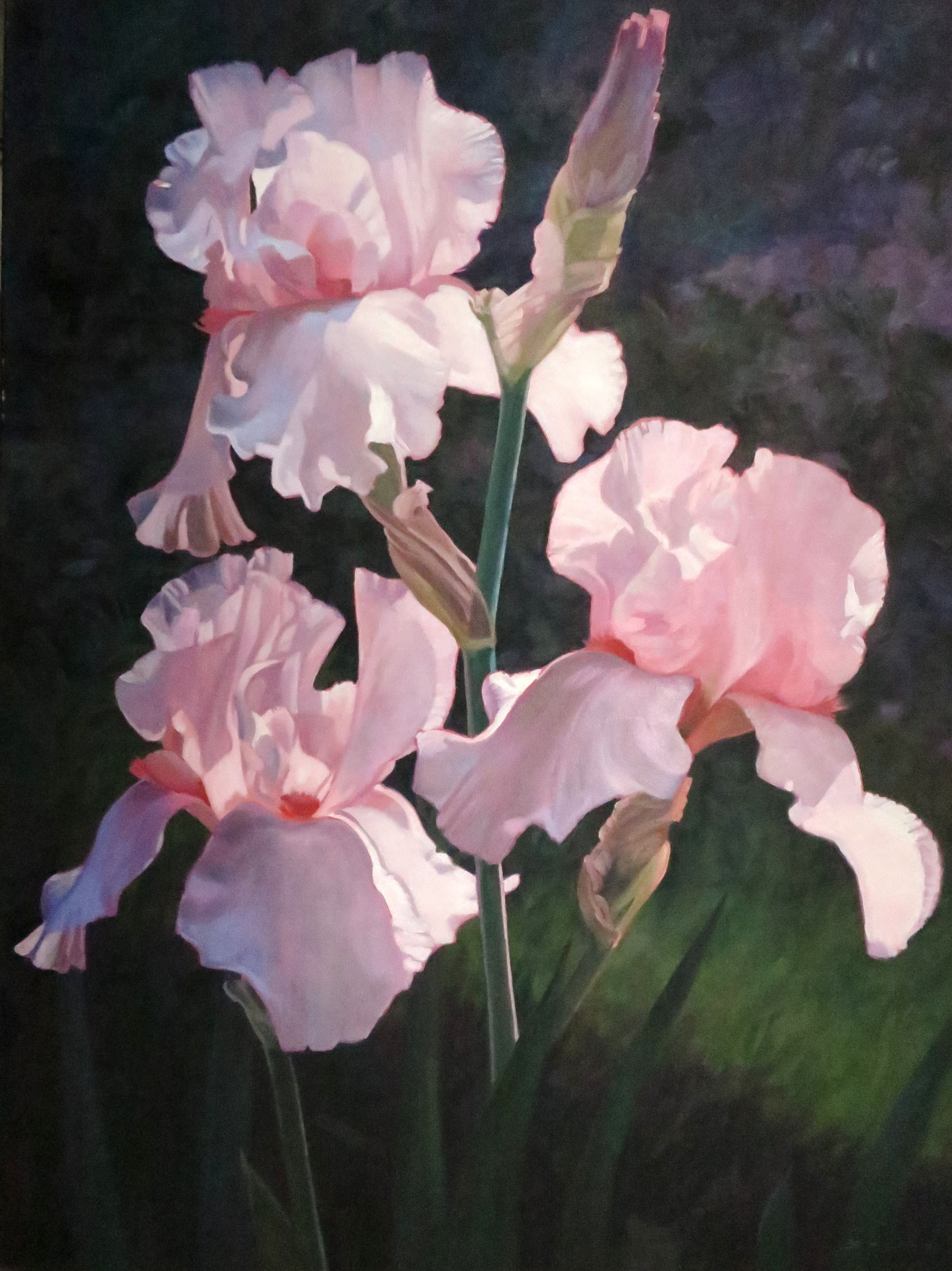  Three Pink Irises,  40 x 30, oil 