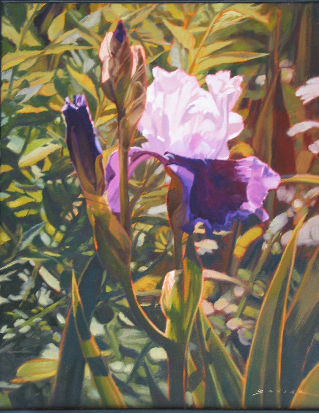  Iris, 20 x 16, oil 