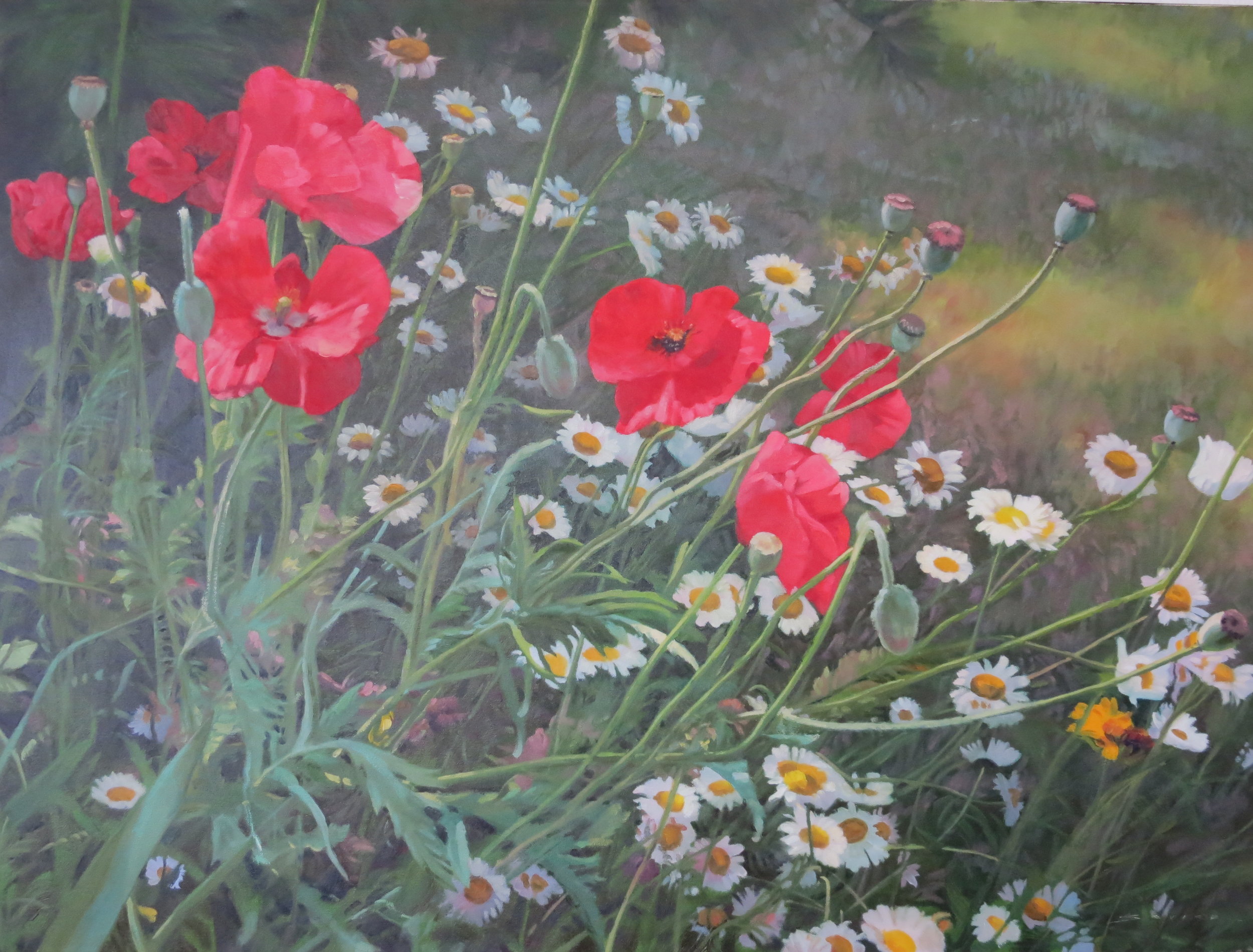  Wild Daisies/Red Poppies,  30 x 40, oil 