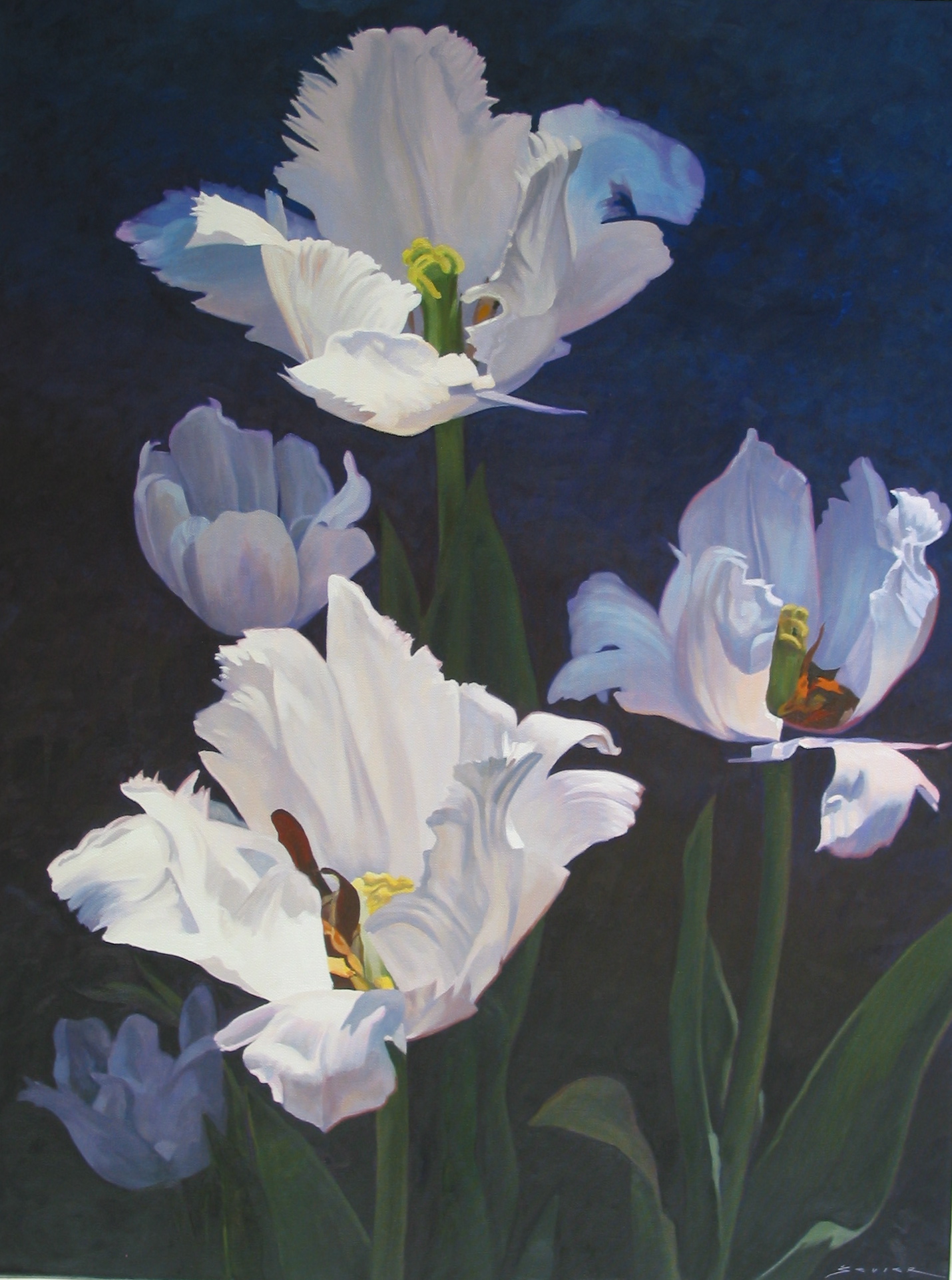  White Tulips, 40 x 30, oil 