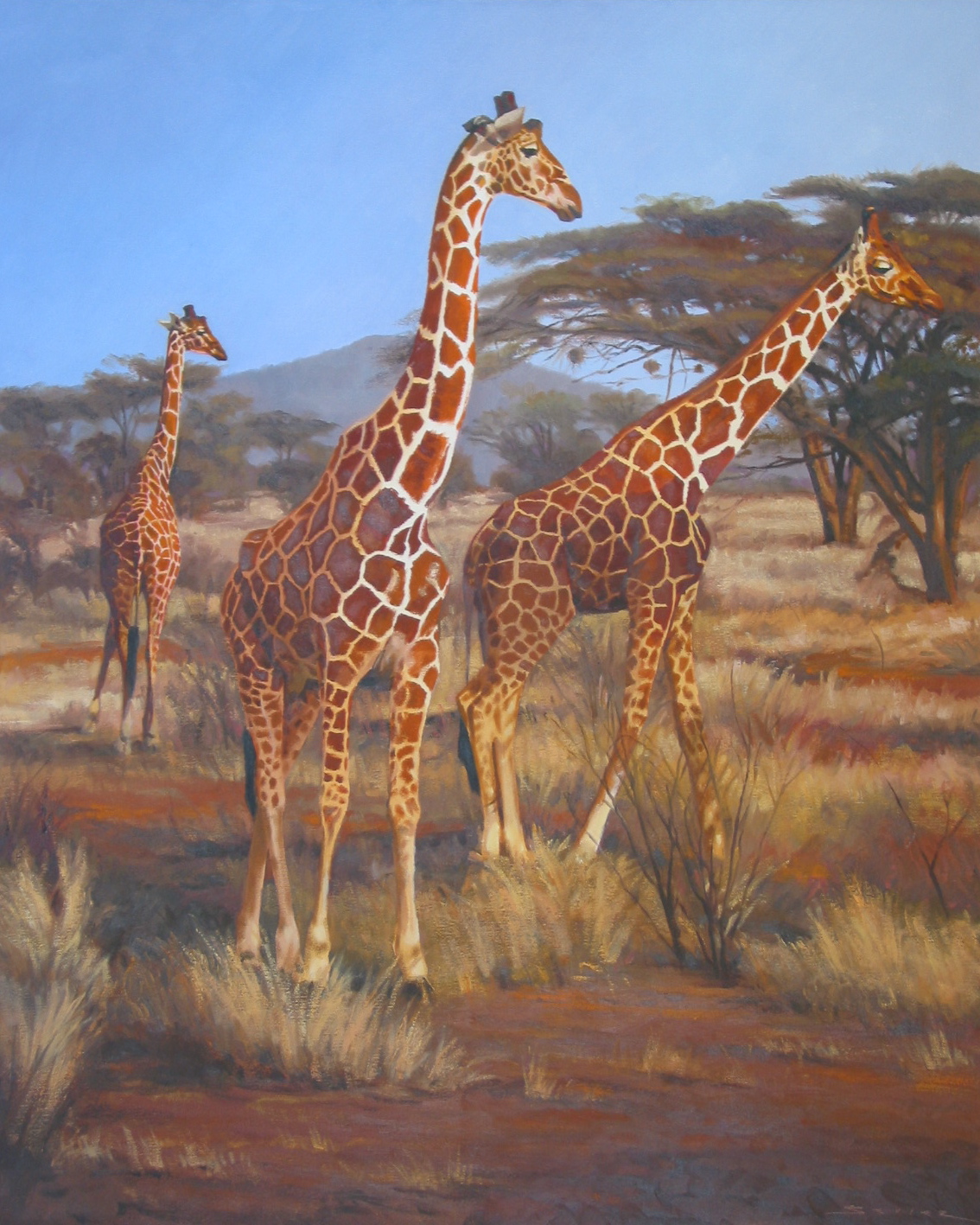  Reticulated Giraffes/Samburu Kenya, 30 x 24 