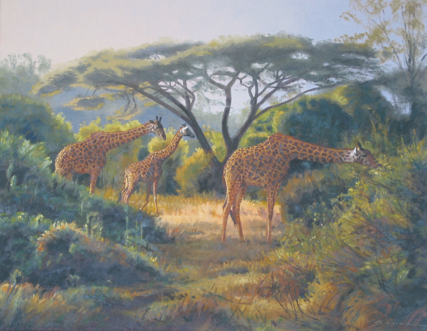  Giraffes/Masai Mara Kenya, 16 x 20, oil 