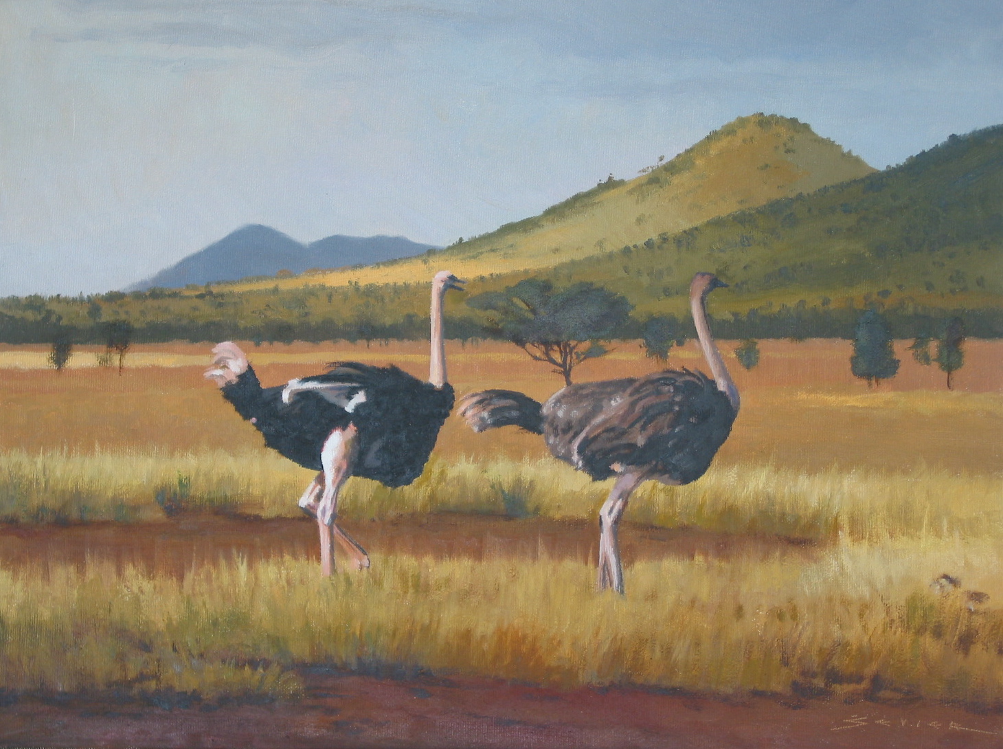  Ostrich/Edge of the Serengeti Tanzania, 12 x 16 