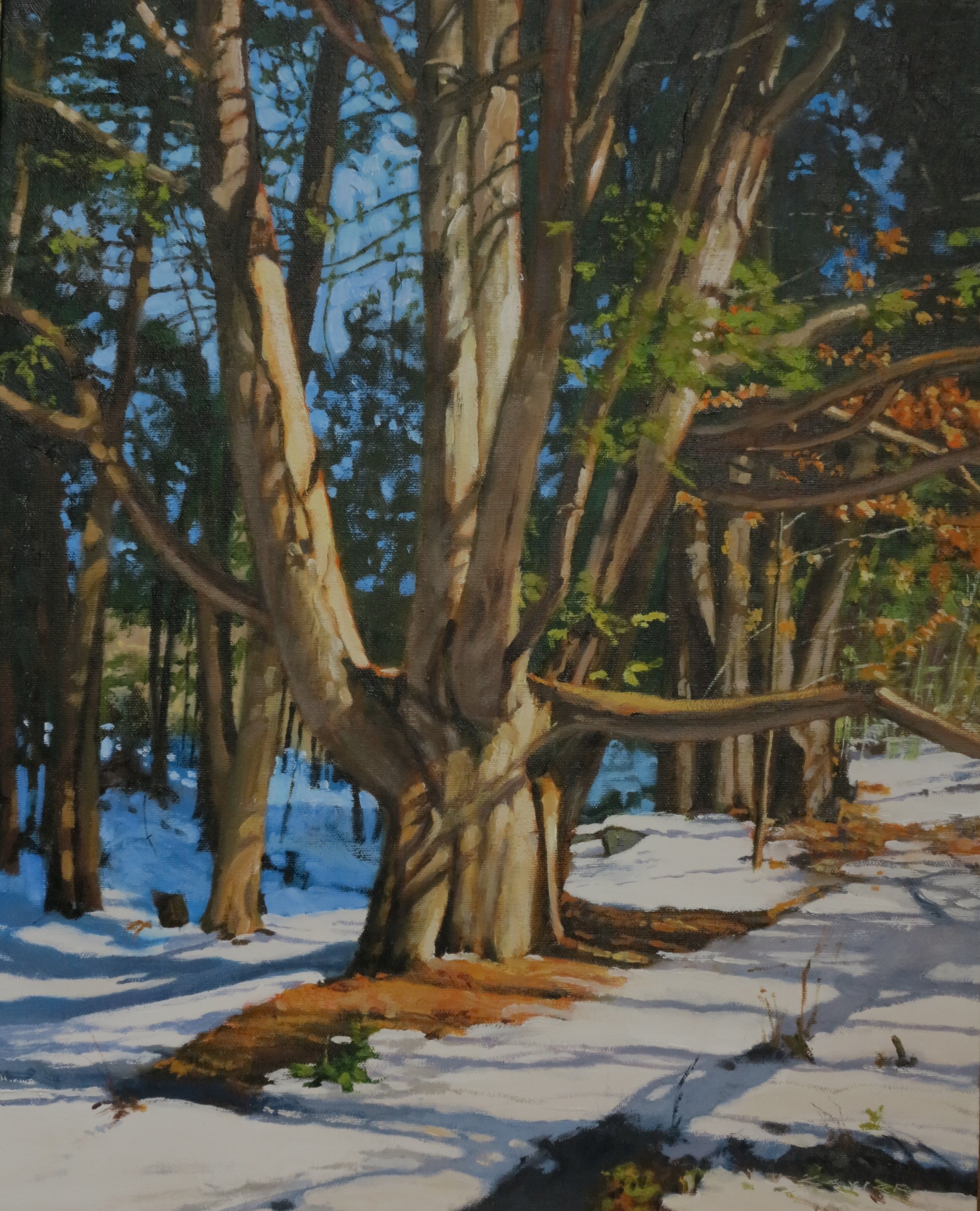  Very Old Cedar, 20 x 16, oil 