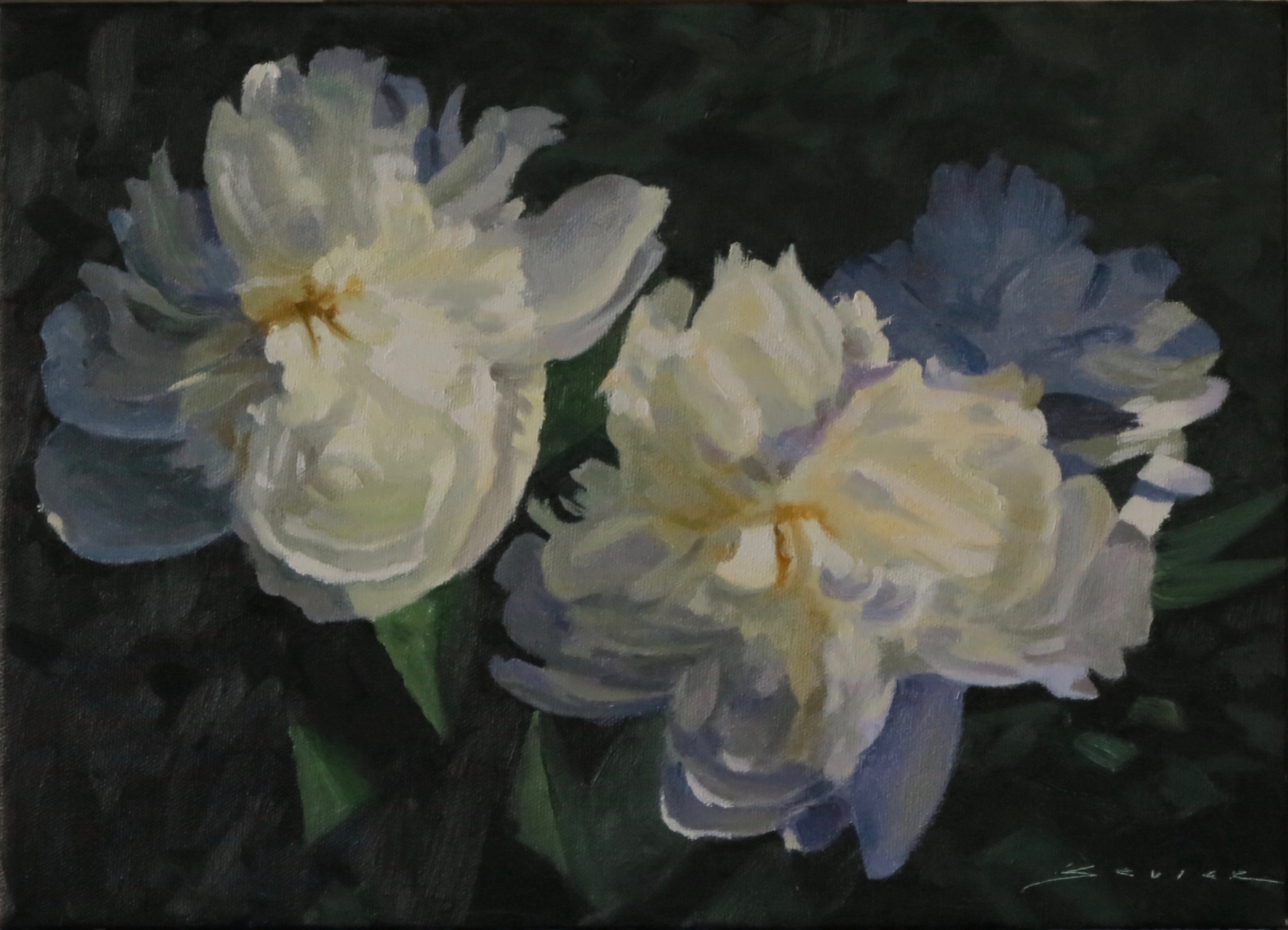 White Peonies in Shade          10" x 14" oil