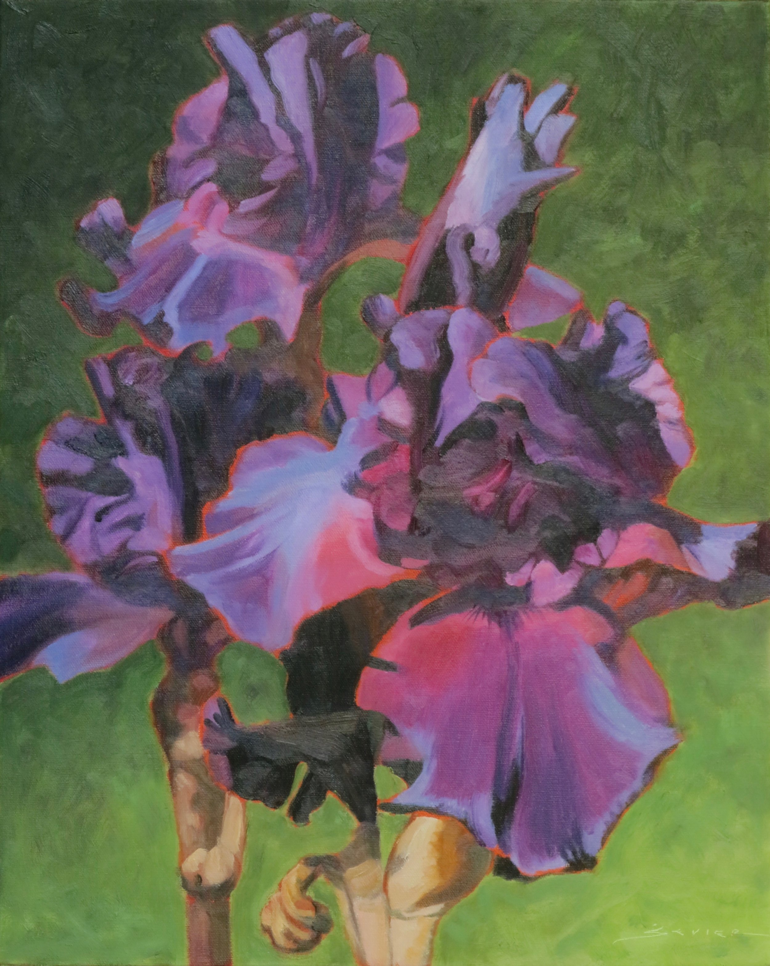  Purple Irises  20” x 16”  oil 