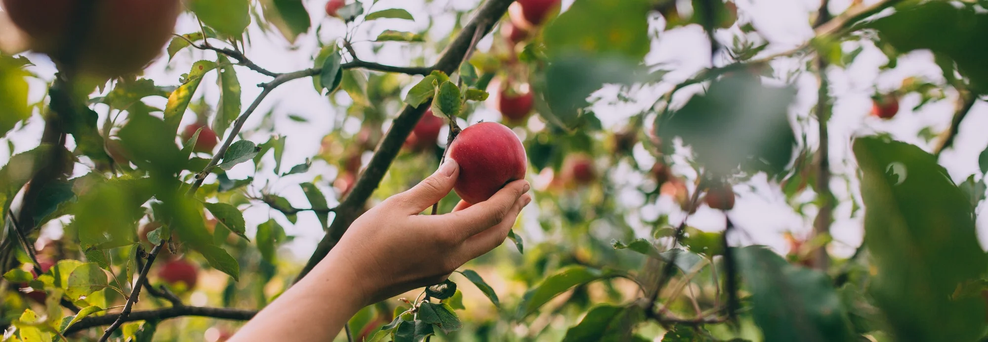 Low+Hanging+Apple.jpg